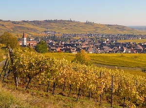 vinice-alsasko